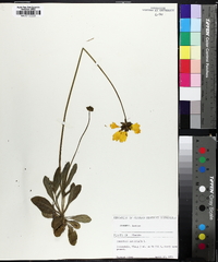 Coreopsis lanceolata image