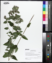 Pycnanthemum muticum image