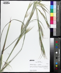 Andropogon virginicus var. virginicus image