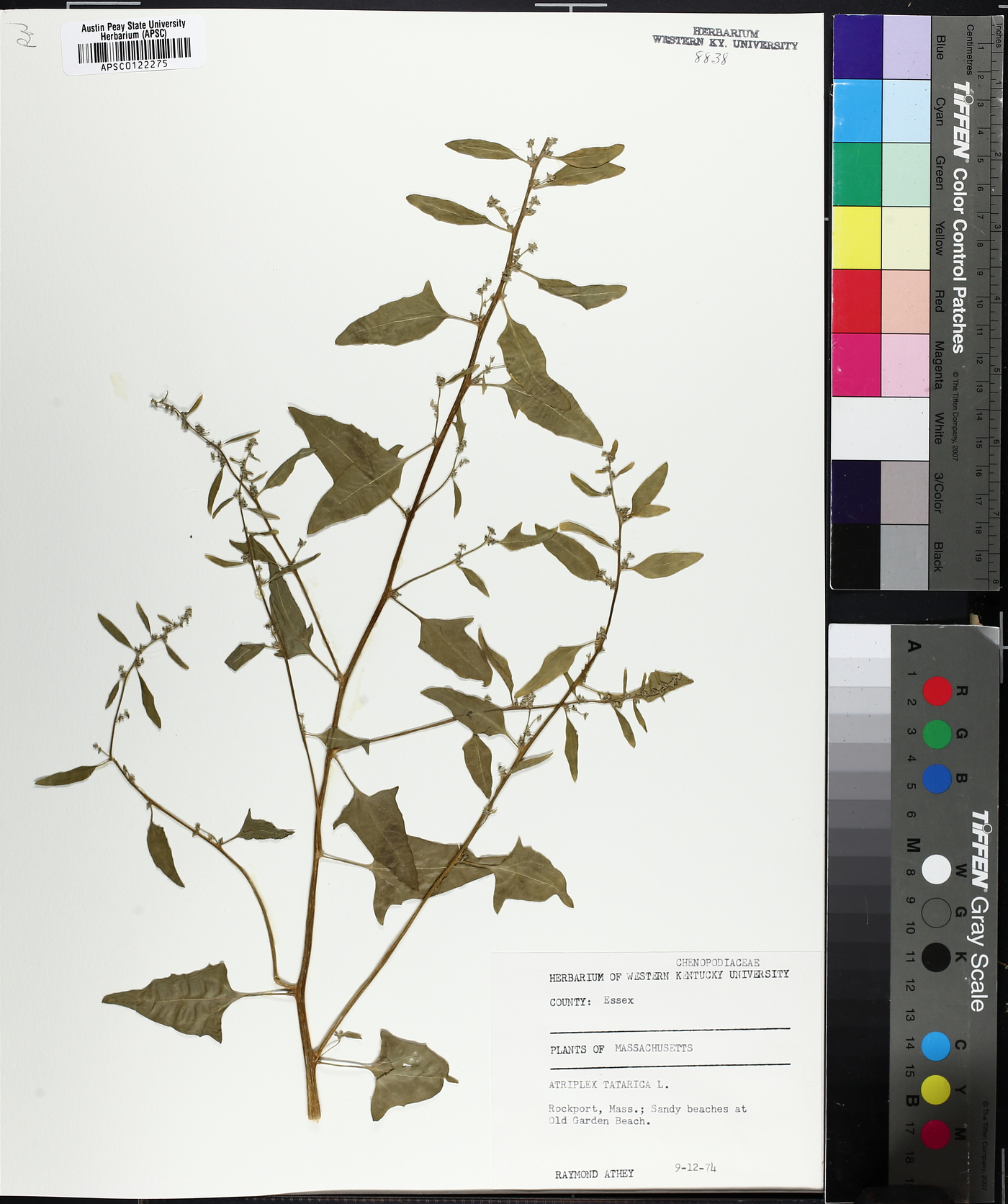 Atriplex tatarica image