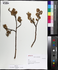 Salix caprea image