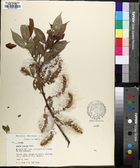 Salix lucida image