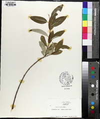 Salix serissima image