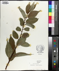 Salix lucida image