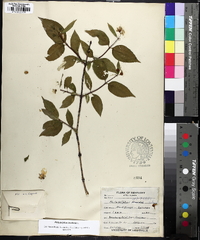 Philadelphus inodorus image