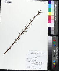 Salix caprea image