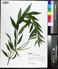 Amsonia illustris image