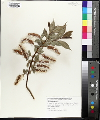 Salix lucida image