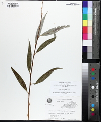 Salix x sepulcralis image