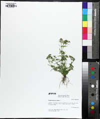 Polypremum procumbens image