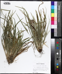 Carex cumberlandensis image