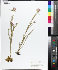 Sabatia gentianoides image