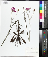 Sabatia decandra image