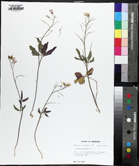 Cardamine angustata image