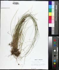 Carex texensis image