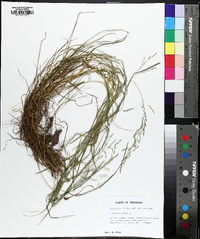 Poa trivialis image