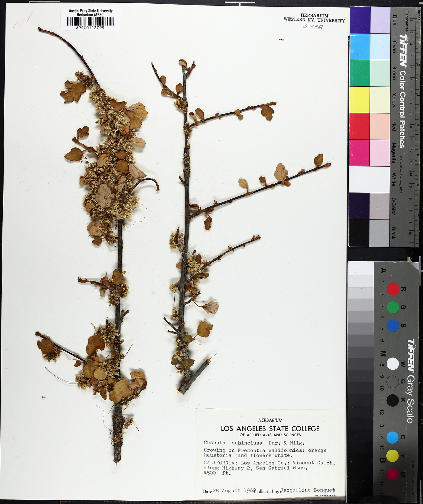 Cuscuta ceanothi image