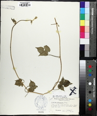 Ipomoea hederacea image