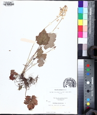 Tiarella stolonifera image