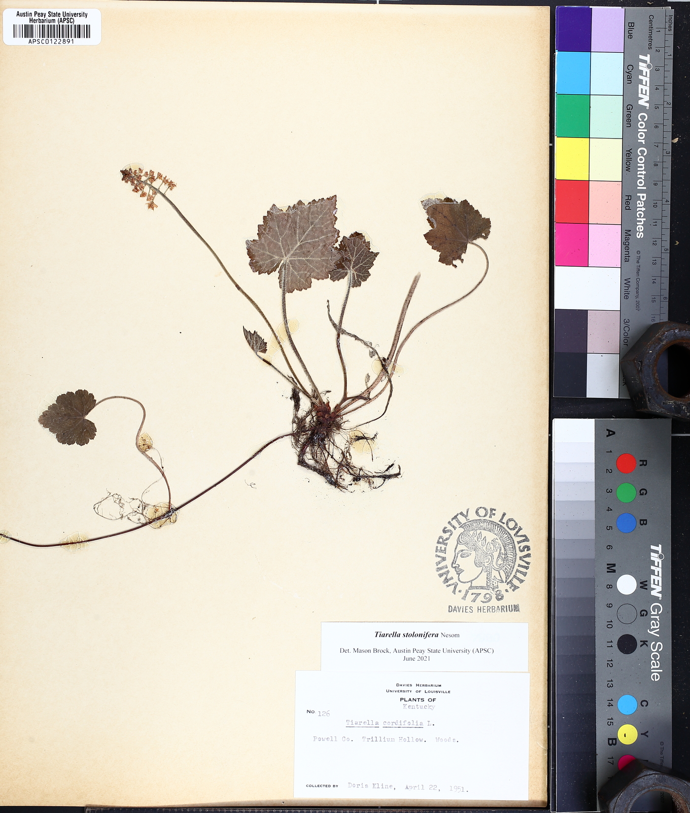 Tiarella stolonifera image