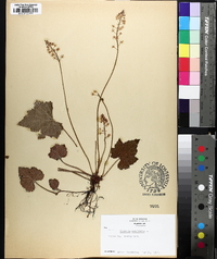 Tiarella stolonifera image