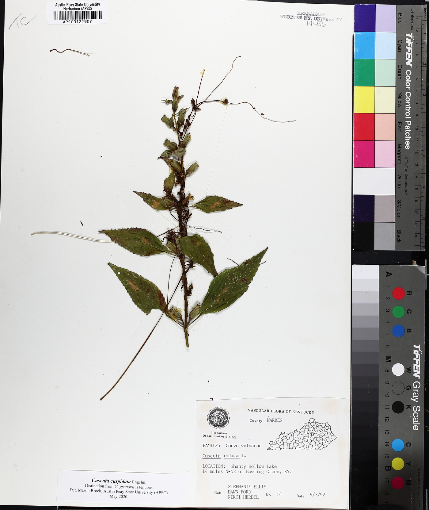 Cuscuta cuspidata image