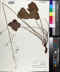 Heuchera hirsuticaulis image