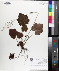 Heuchera americana image