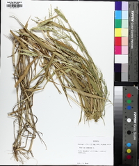 Urochloa ramosa image