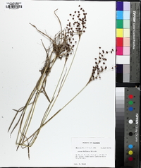 Juncus biflorus image