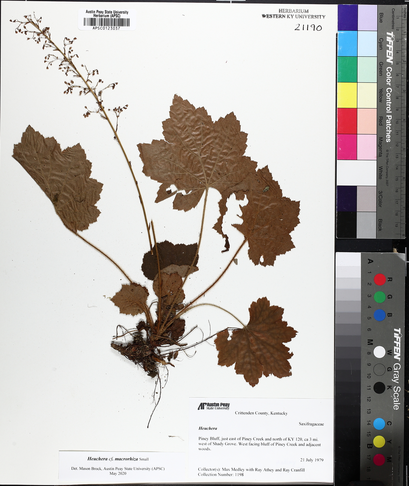 Heuchera macrorhiza image