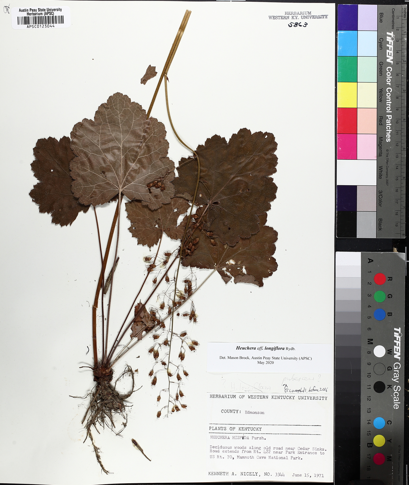 Heuchera longiflora image