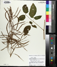 Aruncus dioicus image