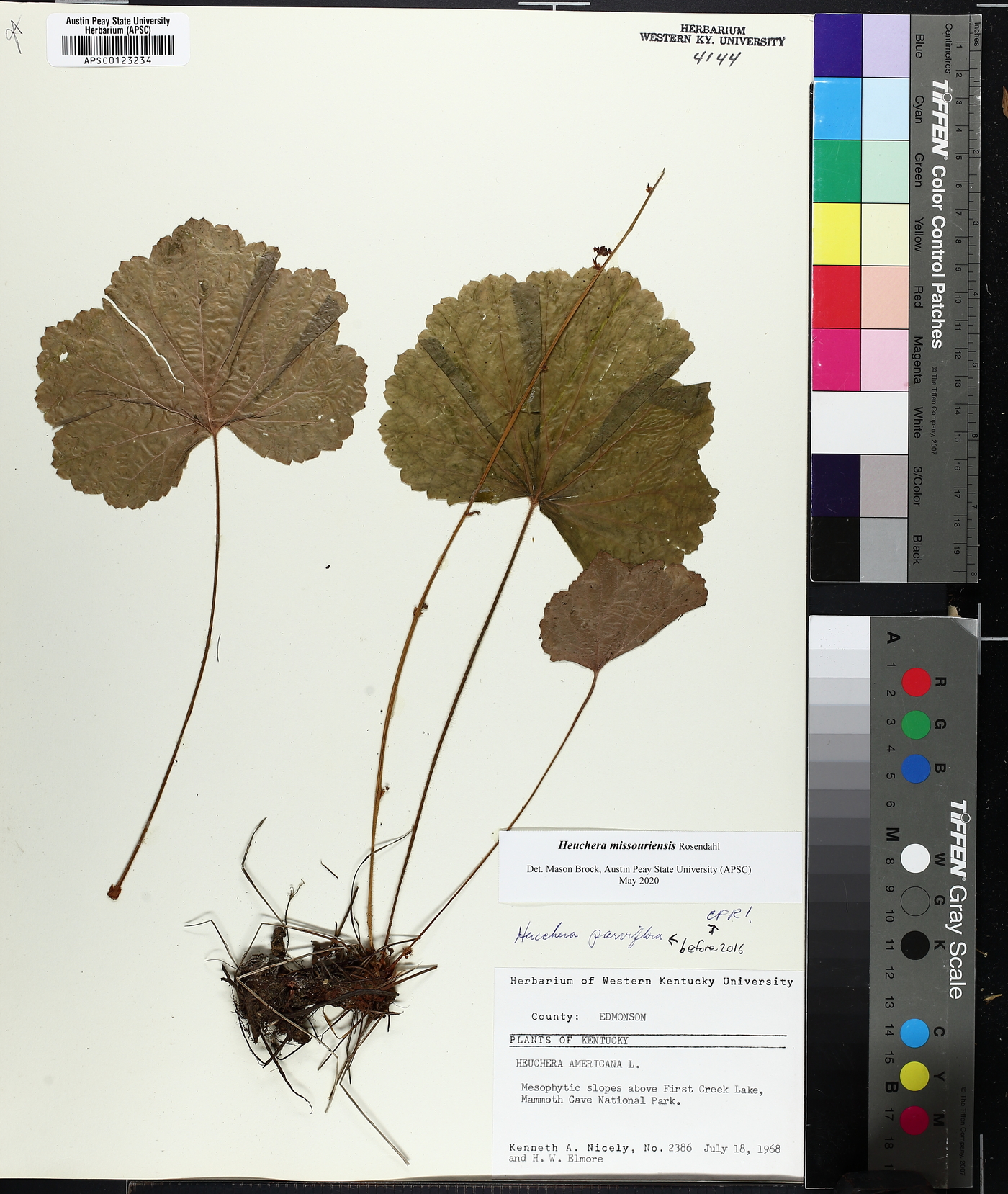 Heuchera missouriensis image