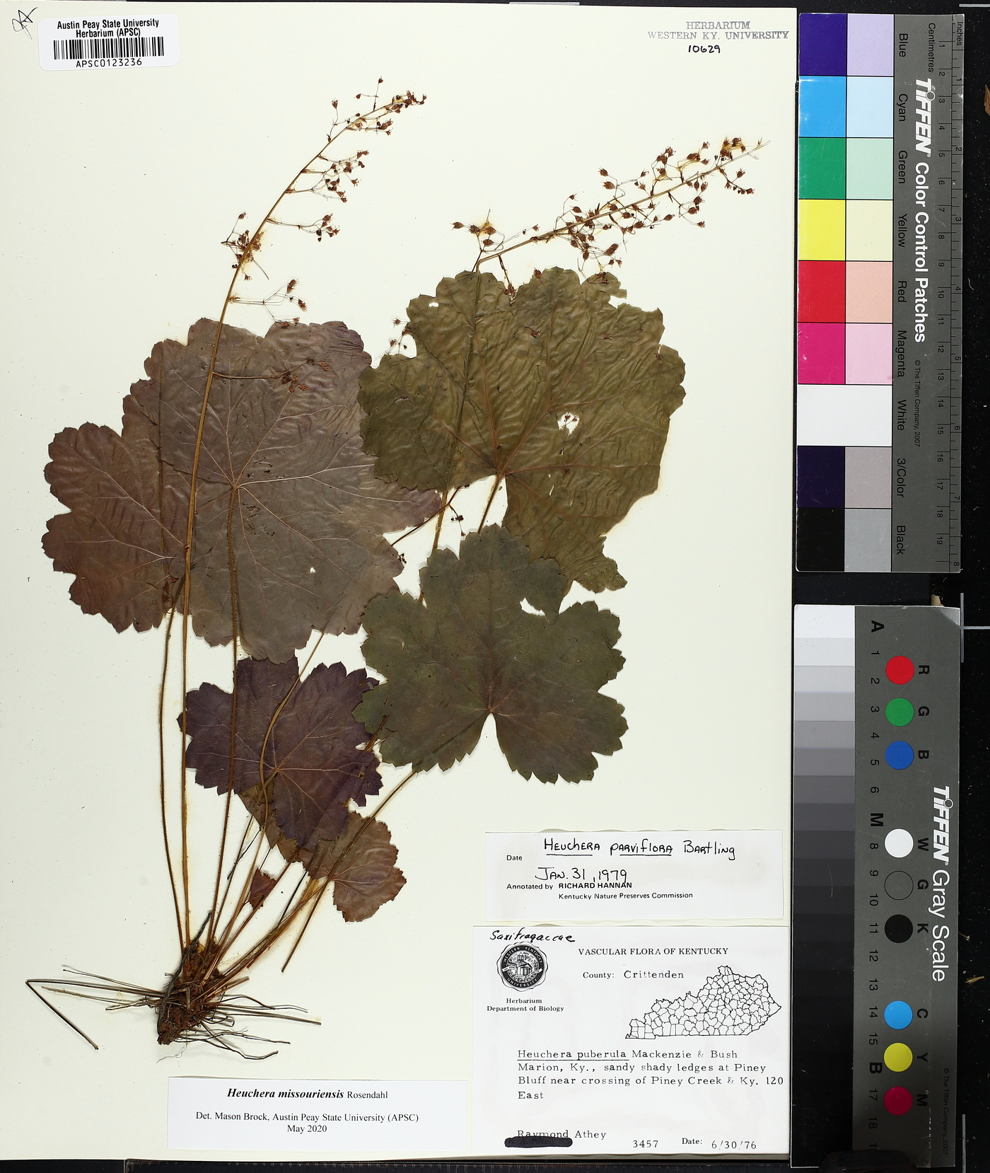 Heuchera missouriensis image