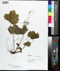 Heuchera missouriensis image