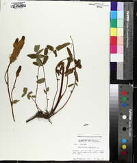 Sanguisorba canadensis image