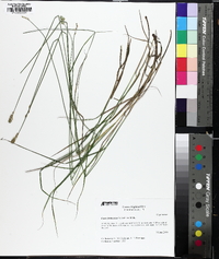 Carex festucacea image