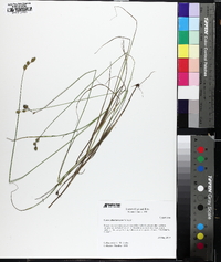 Carex albolutescens image