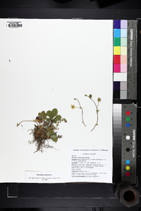 Potentilla canadensis image