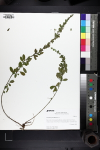 Lespedeza procumbens image