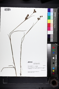 Juncus scirpoides image