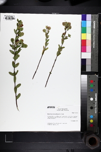 Hypericum crux-andreae image