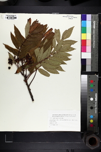 Sorbus americana image