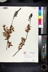 Spiraea tomentosa image