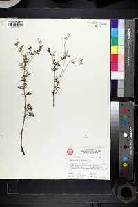 Potentilla argentea image