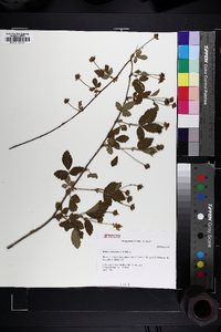 Rubus flagellaris image