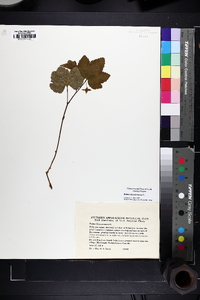Rubus chamaemorus image