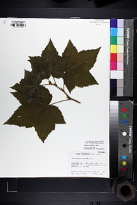 Rubus parviflorus image