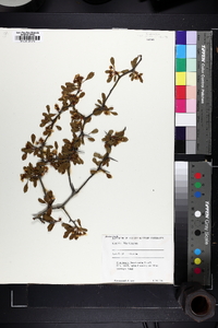 Crataegus lacrimata image